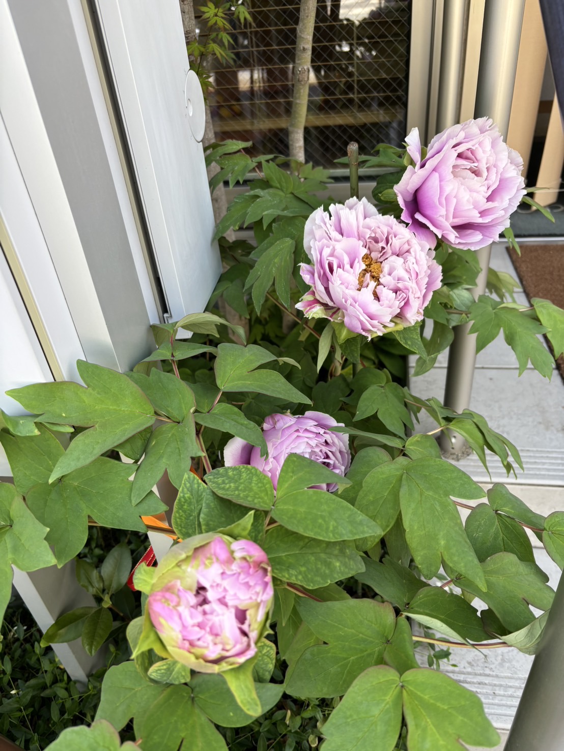 牡丹の花が咲くころ | ブログ｜かしわの葉レディースクリニック | 婦人