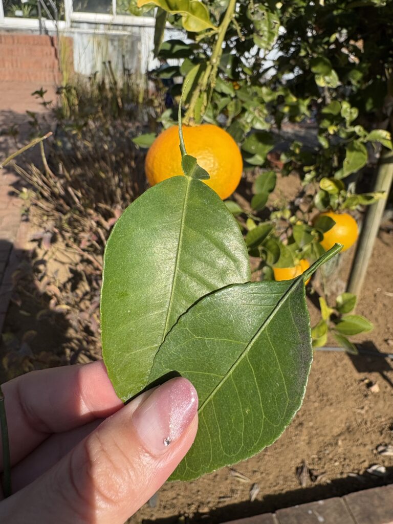 だいだいの香りに、季節と心を感じて