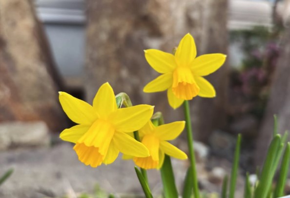 春を知らせるラッパ水仙